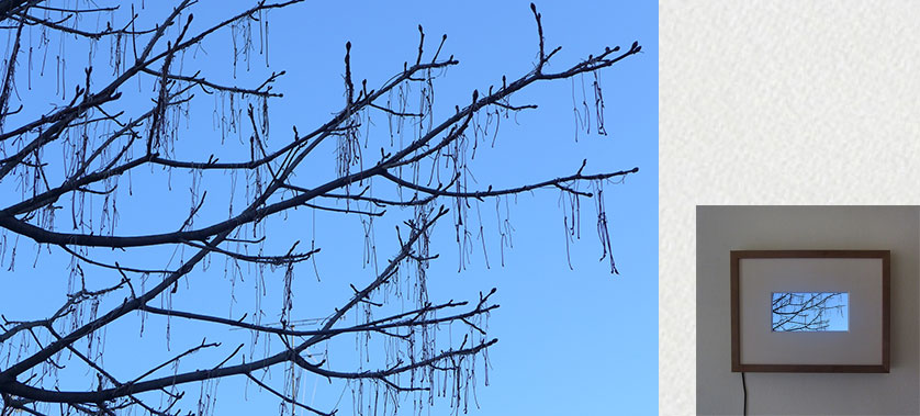 art contemporain, contemporary art, installation, vidéo, video, marronnier, horse chestnut, lien, tie